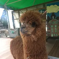 阿蘇カドリー・ドミニオンの写真・動画_image_233152