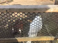 阿蘇カドリー・ドミニオンの写真・動画_image_233155