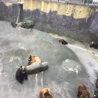 阿蘇カドリー・ドミニオンの写真・動画_image_233157