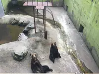 阿蘇カドリー・ドミニオンの写真・動画_image_233158