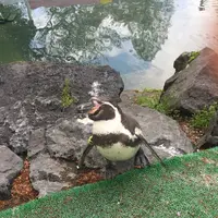 阿蘇カドリー・ドミニオンの写真・動画_image_233159