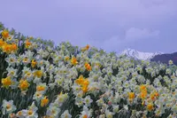 光前寺前のスイセンの写真・動画_image_233389