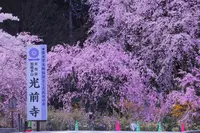 光前寺庭園の写真・動画_image_233395