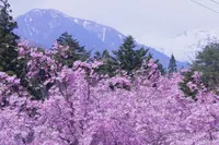光前寺庭園の写真・動画_image_233396