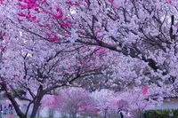 昼神温泉郷の写真・動画_image_233402