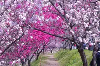 昼神温泉郷の写真・動画_image_233403