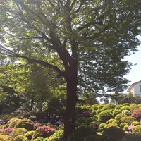 根津神社の写真・動画_image_233515