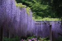 曼陀羅寺の写真・動画_image_234035