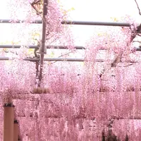 曼陀羅寺の写真・動画_image_234037