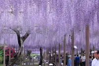 曼陀羅寺の写真・動画_image_234038