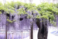 曼陀羅寺の写真・動画_image_234040