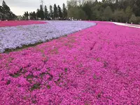 羊山公園の写真・動画_image_234355