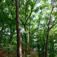 国営武蔵丘陵森林公園の写真・動画_image_234429