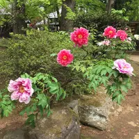 豪徳寺の写真・動画_image_234619