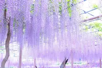 曼陀羅寺公園の写真・動画_image_234685