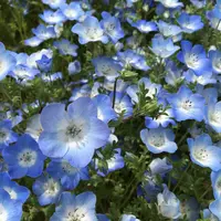 国営昭和記念公園の写真・動画_image_234788