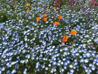 国営昭和記念公園の写真・動画_image_234789