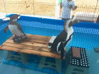 三島スカイウォークの写真・動画_image_234812