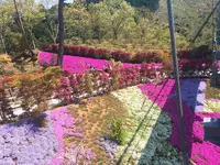 三島スカイウォークの写真・動画_image_234814