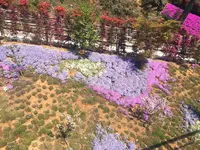 三島スカイウォークの写真・動画_image_234815
