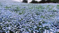 国営ひたち海浜公園の写真・動画_image_235052