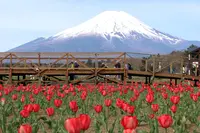 山中湖花の都公園の写真・動画_image_235143