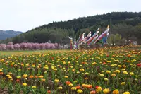 山中湖花の都公園の写真・動画_image_235145