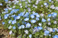 山中湖花の都公園の写真・動画_image_235146