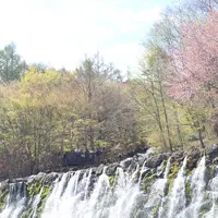 山中湖花の都公園の写真・動画_image_235147