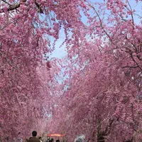 山中湖花の都公園の写真・動画_image_235148
