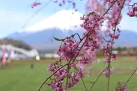 山中湖花の都公園の写真・動画_image_235155