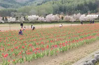 山中湖花の都公園の写真・動画_image_235156