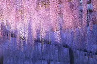 天王川公園の写真・動画_image_235268