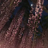 あしかがフラワーパークの写真・動画_image_235608