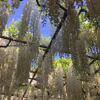 あしかがフラワーパークの写真・動画_image_235609