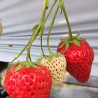 いちごの堺の写真・動画_image_236230