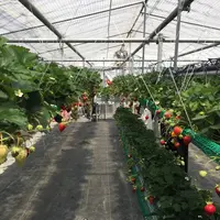 いちごの堺の写真・動画_image_236231