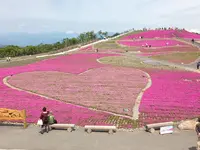 天空の花回廊　芝桜の丘の写真・動画_image_236383