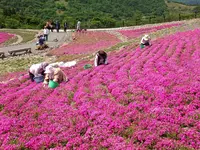 天空の花回廊　芝桜の丘の写真・動画_image_236384