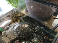 ペットと泊まる伊豆下田温泉宿 晴レ屋の写真・動画_image_236399