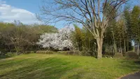 国営武蔵丘陵森林公園の写真・動画_image_236652