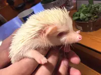 ハリネズミカフェ HARRY 原宿の写真・動画_image_236800