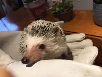 ハリネズミカフェ HARRY 原宿の写真・動画_image_236801