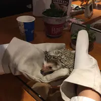 ハリネズミカフェ HARRY 原宿の写真・動画_image_236802