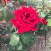 中之島公園の写真・動画_image_237313