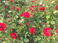 中之島公園の写真・動画_image_237315