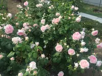 中之島公園の写真・動画_image_237316