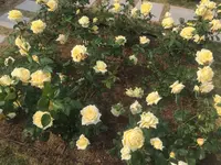 中之島公園の写真・動画_image_237318