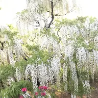 あしかがフラワーパークの写真・動画_image_238039