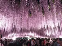 あしかがフラワーパークの写真・動画_image_238040